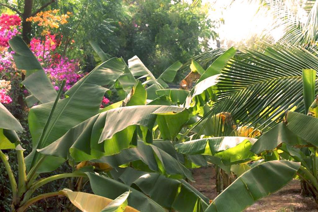 Lampsar Lodge Ndiongo Eksteriør bilde